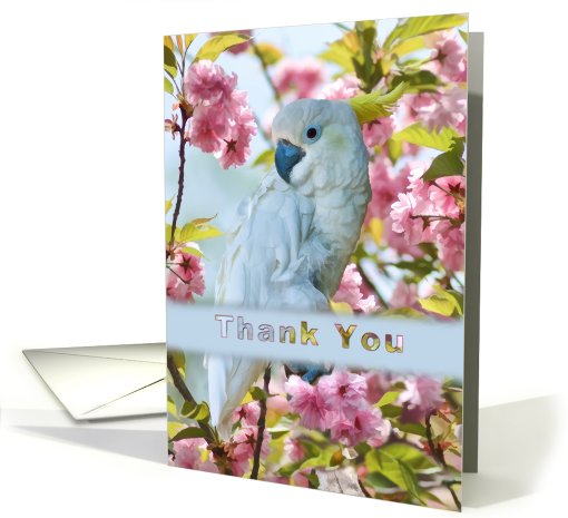 Thank You, White Parrot card (810890)
