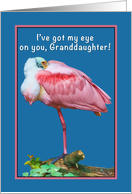 Birthday, Granddaughter, Roseate Spoonbill Bird, Humor card