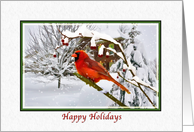 Christmas, Happy Holidays, Cardinal Bird, Snow, Red Berries card