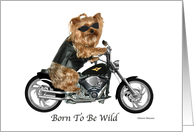 Yorkie Biker, Born To Be Wild Birthday card