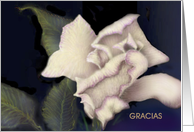 Spanish Thank You Card/ Gracias-Rosa Marfil card
