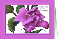 Spanish, Female Friend Birthday ’Pink Rose’ Greeting Card, Amigas Cumpleaos/Rose Rosada card