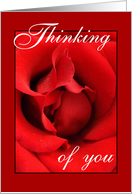 Thinking of you to my Love - Red Rose card