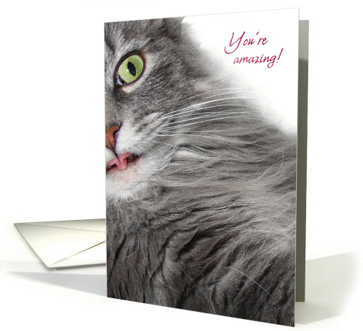 Surprised and Amazed Cute Gray Cat Congratulations card (1051517)