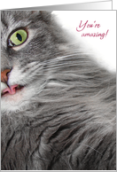 Surprised and Amazed Cute Gray Cat Congratulations Card