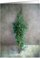 Evergreen Bough with Blue Berries Seasons Greetings Card