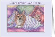 Happy Birthday from the dog, welsh corgi dog, cosy, teddy bear, card