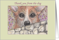 Thank you from the dog, corgi dog looking over the wall card