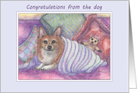 Congratulations from the dog, welsh corgi dog, cosy, teddy bear, card