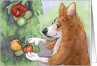 Corgi Dog Picking Fruit, Blank card