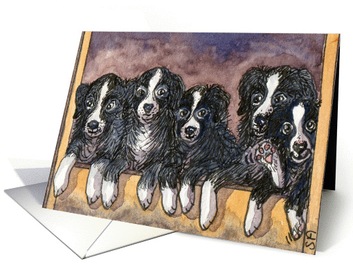 Hiya! Border Collie puppies card (295242)