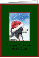 Christmas card, Grandson, dog, Border Collie card