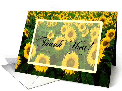 Thank You Sunflower Field card (162671)