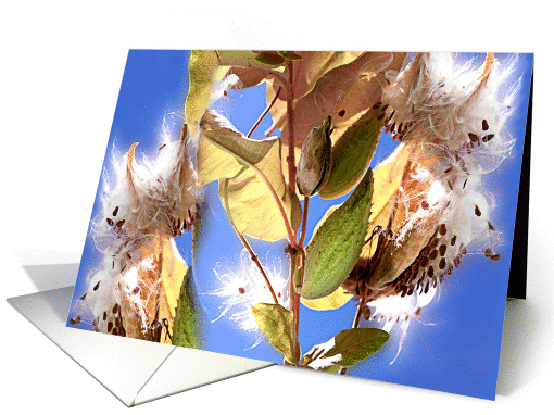 windy day milkweed card (125594)