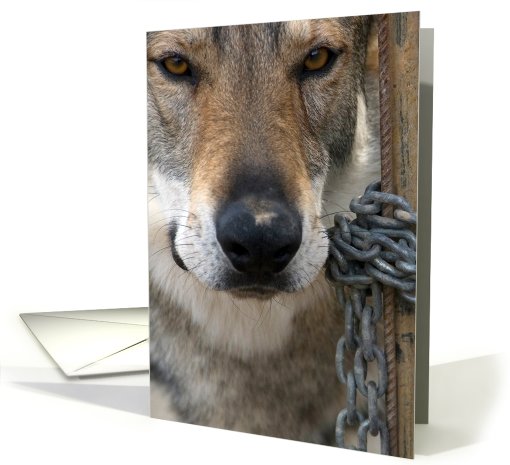 wolf with chain card (537850)