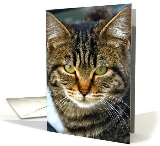 feline look, a cute cat card (537855)