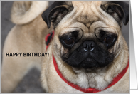 happy birthday with pug dog card