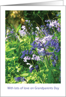 Grandparents day bluebell wood card