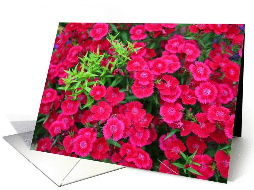 Floral Beauty - Thank You card (129162)