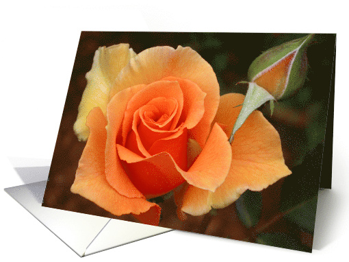 Brandy Rose Closeup Blank Inside card (129637)