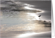 Shorebird With Reflections on the Beach card