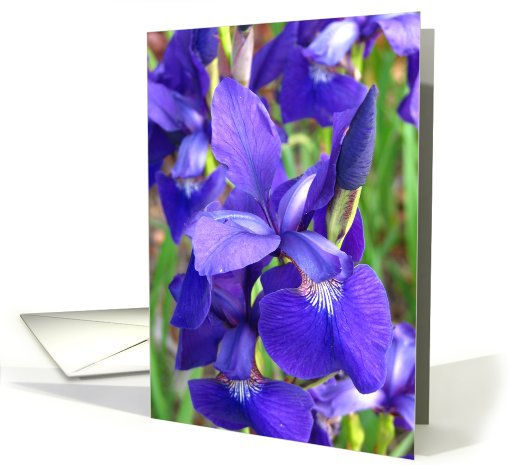 Purple Iris closeup card (130107)