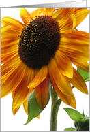 Sunflower - blank card