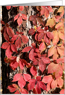 Autumn Leaves Happy Fall - Red Woodbine card