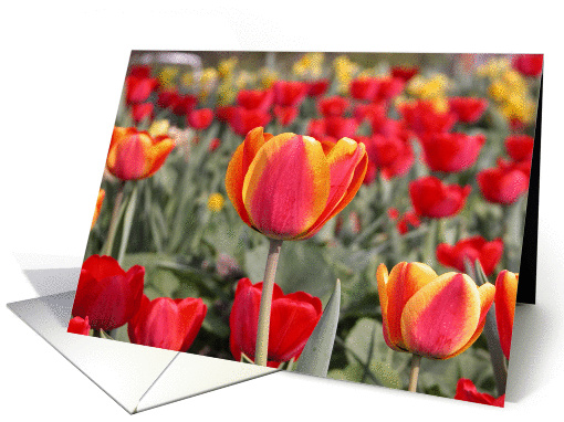 Happy Spring - Red and Yellow Tulip Garden card (135126)