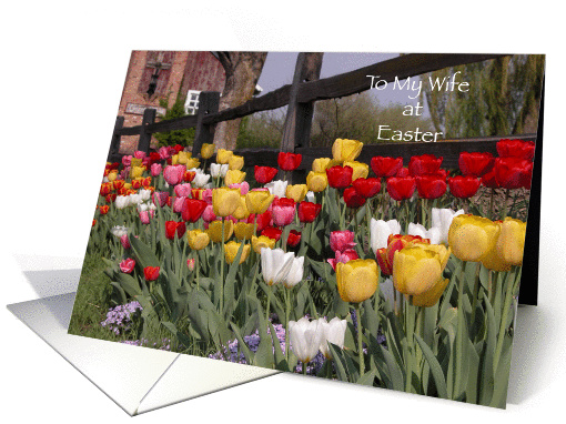 Happy Easter to Wife - Colorful Tulip Garden card (147467)