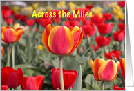 Happy Easter - Across the Miles - Red and Yellow Tulip Garden card
