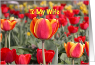 Happy Easter To My Wife - Red and Yellow Tulip Garden card