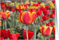 Happy Easter To My Teacher - Red and Yellow Tulip Garden card