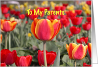 Happy Easter To My Parents - Red and Yellow Tulip Garden card