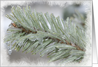 Icy Pine Needles - Blank Note Card