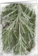 Icy Pine Needles - Blank Note Cards