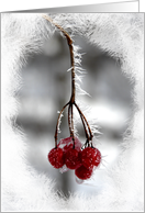 Christmas Birthday - Frosty Red Berries card