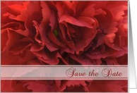 Wedding Save the Date Announcement Red Floral card