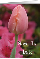 Wedding Save the Date Pink Tulip card