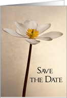 Elegant White Wildflower Wedding Save the Date Announcement card