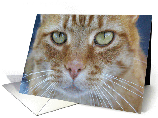 Leap year birthday:  cat close up card (145241)