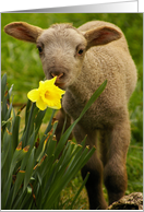 Easter Lamb With Daffodil card