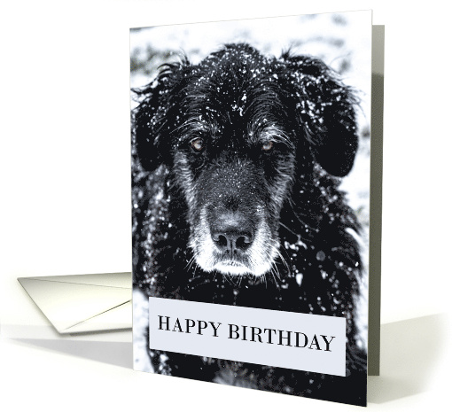 Birthday Older Black Dog in Snow card (1819594)