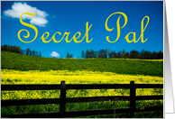 Secret Pal Summer Landscape Field of Yellow Flowers card