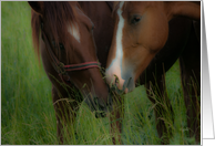 blank note card nuzzling horses card