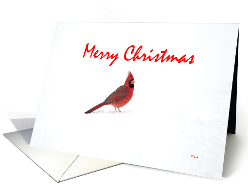 Christmas Male Cardinal in Snow card (869705)