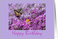 Birthday Butterfly Phlox Springtime card