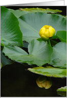 Mountain Water Lily card
