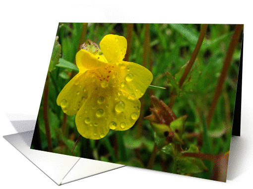 After the Rain card (153610)
