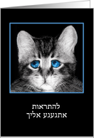 Goodbye, I will miss you in Hebrew, sad blue-eyed kitten card